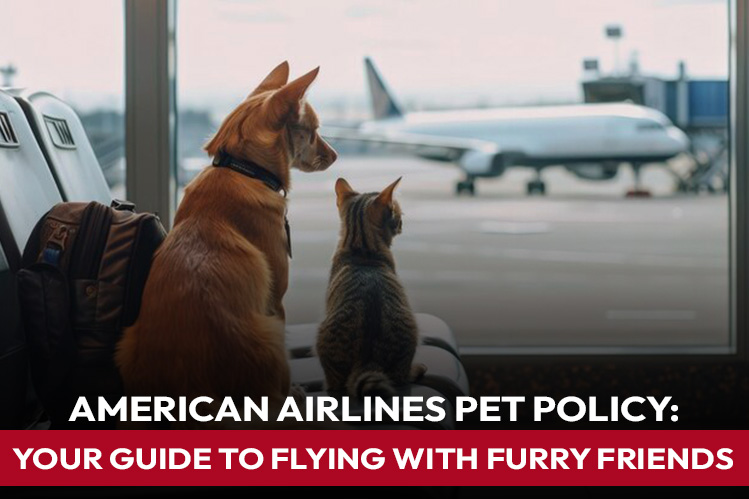 American Airlines Pet Policy: Your Guide to Flying with Furry Friends Image