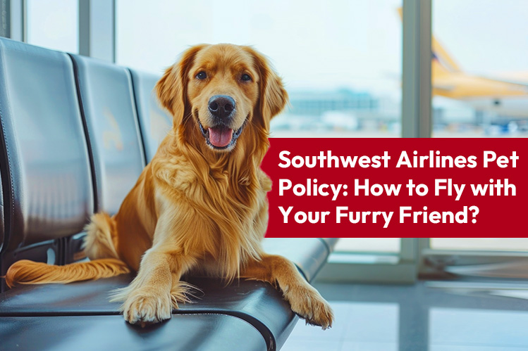 A Complete Guide to Southwest Pet Policy Image