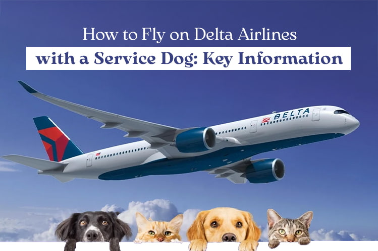 How to Fly on Delta Airlines with a Service Dog: Key Information Image