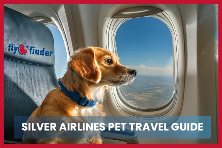 Guide to Silver Airways Pet Policy Image