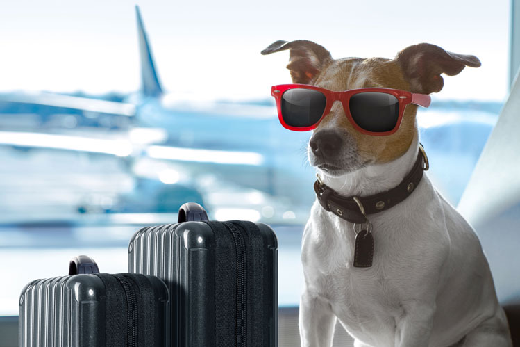 Spirit Airlines Pet Policy Image