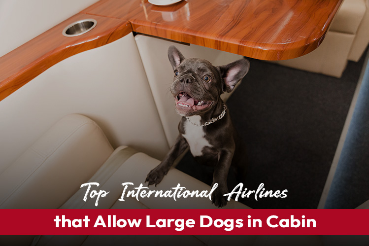 Top International Airlines that Allow Large Dogs in Cabin Image