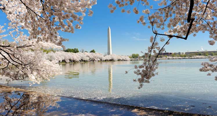 Travel Guide to Washington DC Image