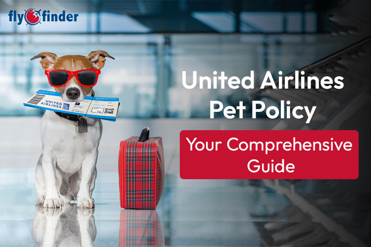 What Is United Airlines Pet Policy? Image